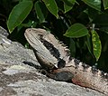 Eastern Water Dragon