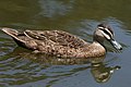 Female Mallard