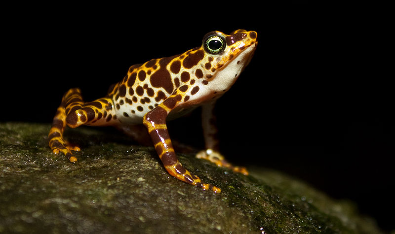 File:Atelopus certus calling male.jpg