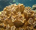 Hyperbolic coral