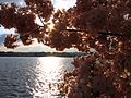 Cherry Blossoms in Washington DC, USA