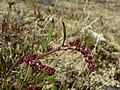 Rumex acetosella