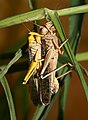 Australian Plague Locusts