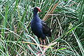 Purple swamphen