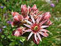 Flowers near Eigergletscher Station, Jungfrau region, CH