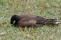 Common Myna fledgling