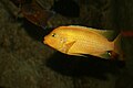 Lake Malawi Cichlid