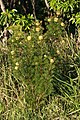 Isopogon anethifolius bush