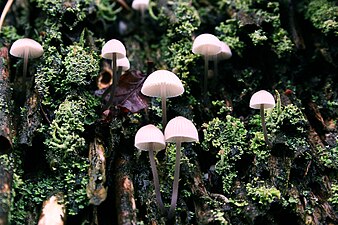 Mycena galopus candida (White milking bonnet)