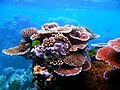 A variety of corals