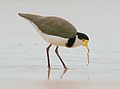 Lapwing food