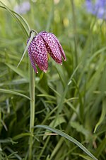 Fritillaria meleagris (Snakeshead fritillary)