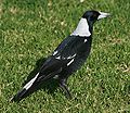 Proud Australian Magpie