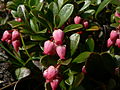 Arctostaphylos uva-ursi