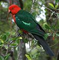 Australian King Parrot, male