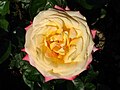 Hybrid Tea Rose in the Rosengarten, Bern, CH