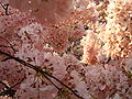 Cherry Blossoms in Washington DC, USA