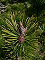 Pinus contorta