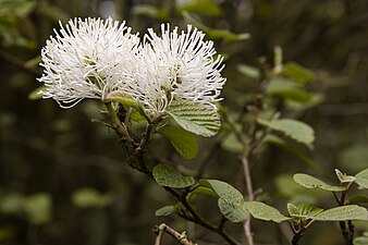   Flowers of Fothergilla major (Witch alder)