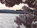 Cherry Blossoms in Washington DC, USA