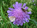 Fly and butterfly on a flower, Mürren-Gimmelwald, CH