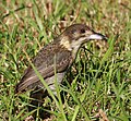 juvenile Grey Butcherbird