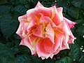 Hybrid Tea Rose in the Rosengarten, Bern, CH