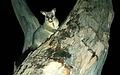 Brushtail Possum