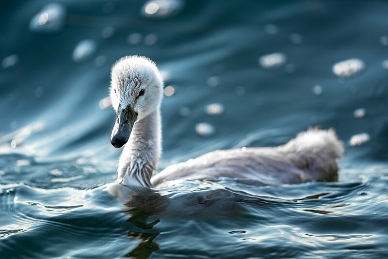 File:093 Wild Baby Mute swan swimming in the waves of Lake Geneva Photo by Giles Laurent.jpg