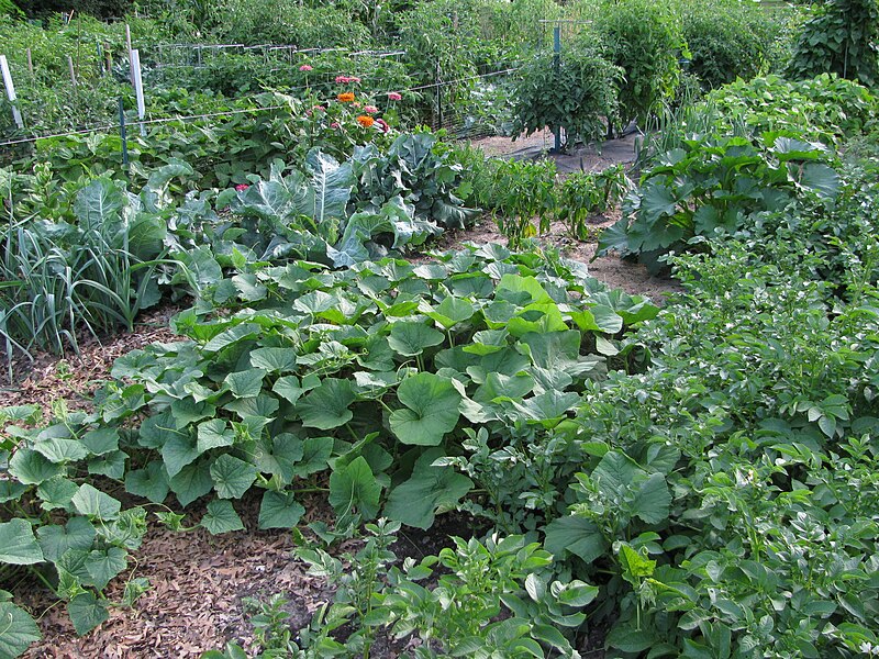 File:Minnesota veggie garden.JPG