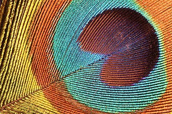 Detail of male Pavo cristatus (Indian peafowl) feather