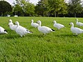 Snow Geese at Blenheim Palace