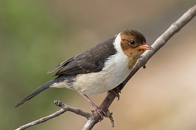 Yellow-billed cardinal (Paroaria capitata) juvenile