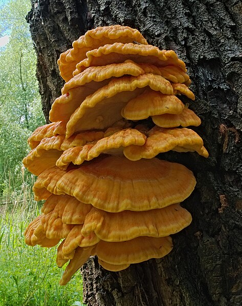 File:2017.05.13.-04-Bruehl Rohrhof--Laetiporus sulphureus (Gemeiner Schwefelporling).jpg