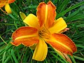 Daylily (Hemerocallis) in the Rosengarten, Bern, CH