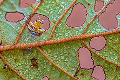 Second place: A leaf beetle (Aulacophora indica) looking out from a leaf hole of Alnus nepalensis tree in Chitwan National Park, Nepal. Attribution: Mildeep (CC BY-SA 4.0)