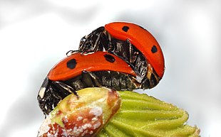 Ladybug