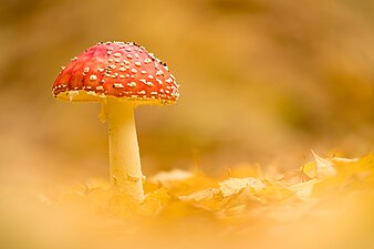 Fly agaric (Aminita muscaria)