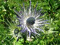 Alpine Sea Holly, Schynige Platte, CH