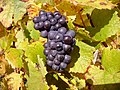 Grappe de pinot noir poussant près du village de Bué dans le Sancerrois