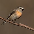 22 Scarlet Robin female - Blackheath uploaded by JJ Harrison, nominated by Iifar,  23,  0,  0