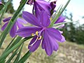 Olsynium douglasii