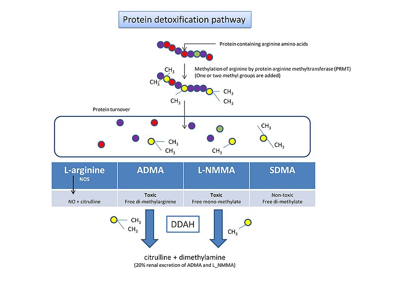 File:Protein detoxification pathway.jpg