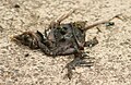 Blowflies on a dead baby bird