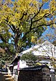 English: A Ginkgo tree in the Izumiyama area of Arita 日本語: 有田の大銀杏