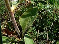 Saxifraga integrifolia