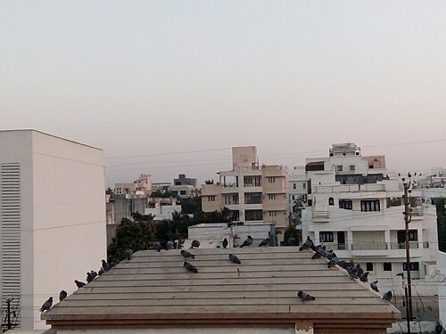 Concrete roof covered with pigeons