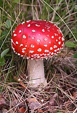 Amanita muscaria (fly agaric)