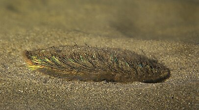   Aphrodita aculeata (Sea mouse)