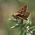 Unidentified butterfly